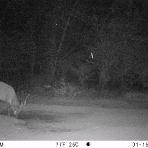 Bongo Trail Camera Central African Republic