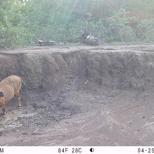 Bongo Trail Camera Central African Republic