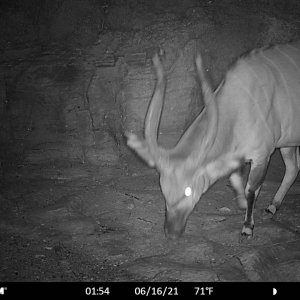 Bongo Trail Camera Central African Republic