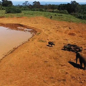 Buffalo Elephants & Bushpigs