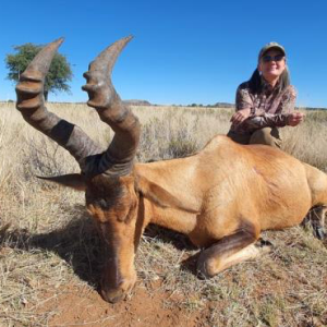 Red Hartebeest Hunt Northern Cape South Africa