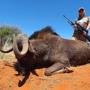 Black Wildebeest Hunt Northern Cape South Africa