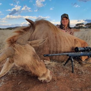 Golden Wildebeest Hunt Northern Cape South Africa