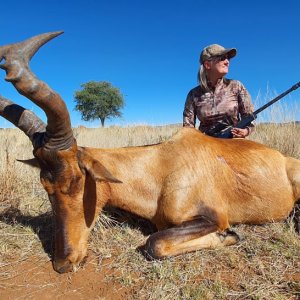 Red Hartebeest Hunt Northern Cape South Africa