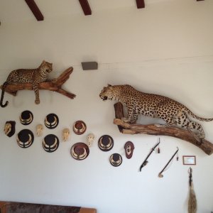 Leopard Full Mounts Taxidermy