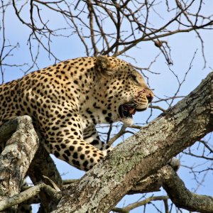 Leopard South Africa