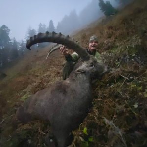 Alpine Ibex Hunt Austria