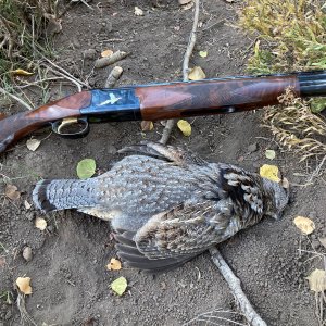 Grouse Hunting