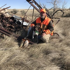 Pheasant Hunt Montana