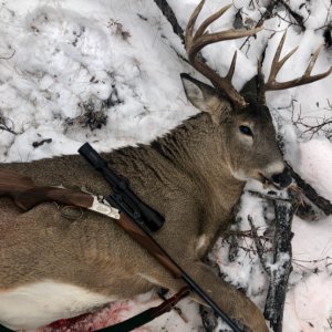 Whitetail Hunt Canada