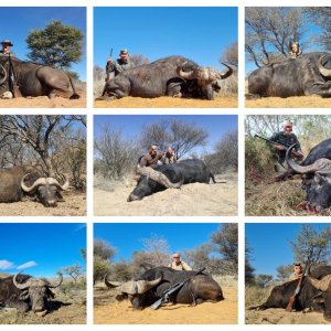 Buffalo Hunting South Africa