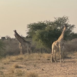 Giraffe Kalahari South Africa
