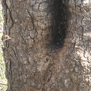 Beehive In Tree Tanzania