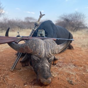 Buffalo Hunt South Africa