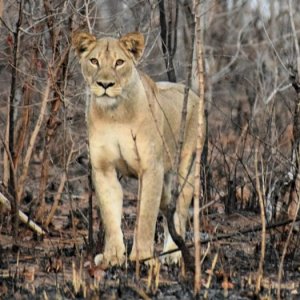 Lioness Mozambique