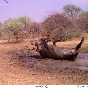 Buffalo Bull Trail Camera South Africa