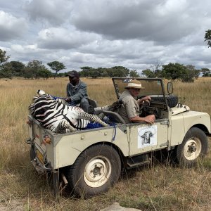Transport Zebra On Land Rover Zimbabwe