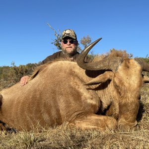 Golden Wildebeest Hunt