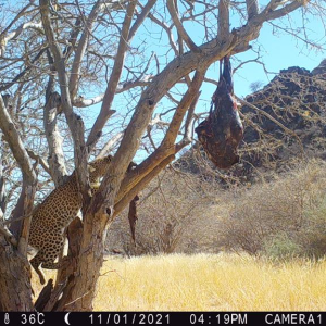 Leopard Trail Camera Namibia