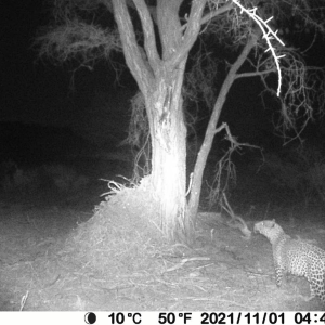 Leopard Trail Camera Namibia