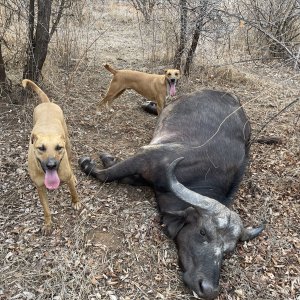 Buffalo Hunting Zimbabwe