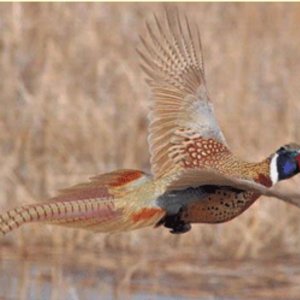 Pheasant Texas