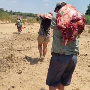 Buffalo Meat Hunt Zimbabwe