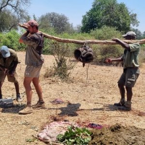 Transporing Of Buffalo Skin