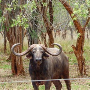 Buffalo South Africa