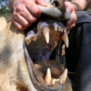 Lion Teeth South Africa