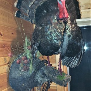 Turkey Full Mount Taxidermy