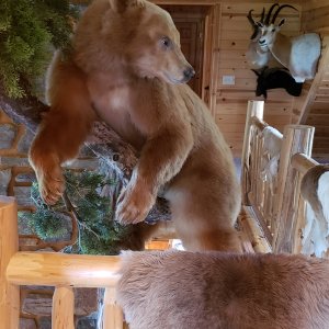 Bear Full Mount Taxidermy