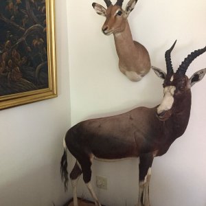 Blesbok Full Mount Taxidermy