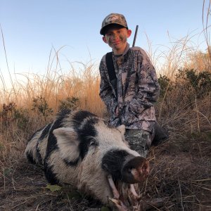 Hunting Pig