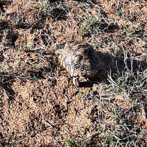 Tortoise Kalahari South Africa