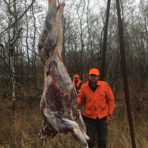 Moose Carcass