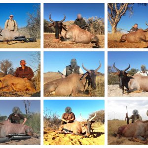 Tsessebe Hunting South Africa