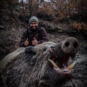 Wild Boar Down Turkey