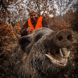 Wild Boar Down Turkey