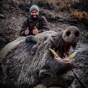 Wild Boar Down Turkey