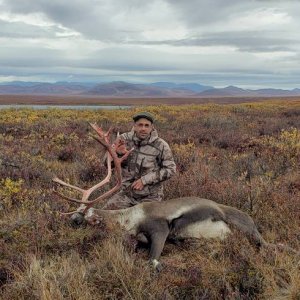 Hunting Caribou