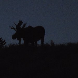 Moose Wildlife