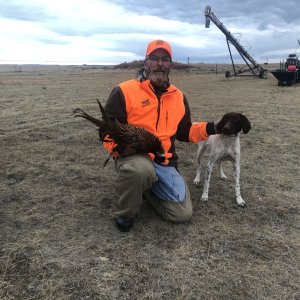 Pheasant Hunting