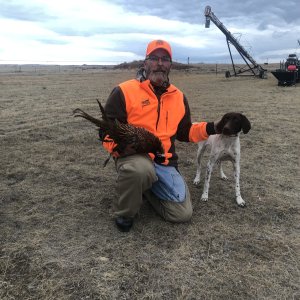 Pheasant Hunting