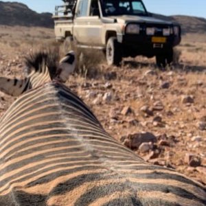 Zebra Hunting South Africa