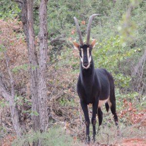 Sable Limpopo South Africa