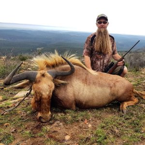 Golden Wildebeest Hunting Eastern Cape South Africa