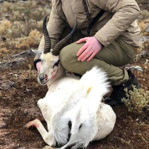 White Springbok Hunting Eastern Cape South Africa