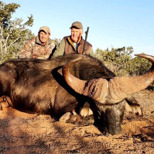 Buffalo Hunting Eastern Cape South Africa