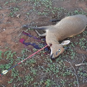 Duiker Bowhunting Hunting Eastern Cape South Africa